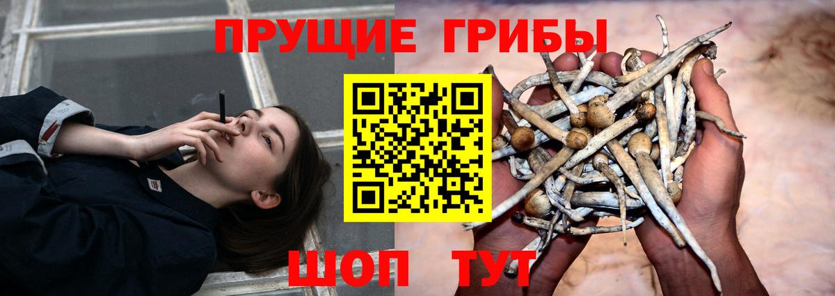 Псилоцибиновые грибы Psilocybine cubensis  Псилоцибиновые грибы Cubensis  Вход с VPN  что такое наркотик  Апатиты 
